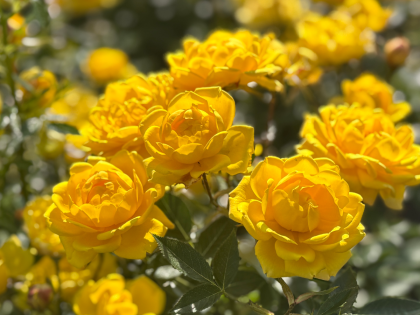 Bobby Dazzler Rose Image