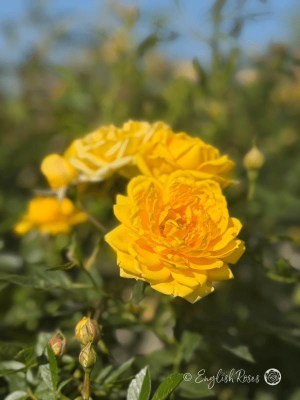 Bobby Dazzler Rose - Vivid Yellow Floribunda Rose - A close up photo of an open, vivid yellow bloom with buds.
