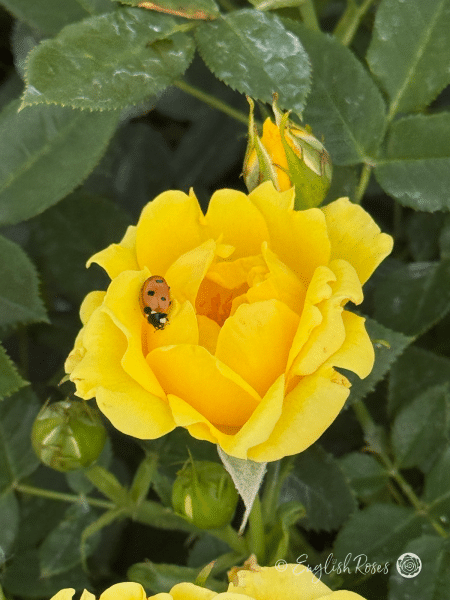 Bright Star Rose - Golden Yellow Patio Rose - Close up photo of an open, golden yellow bloom with buds and a ladybird sat on its petals.