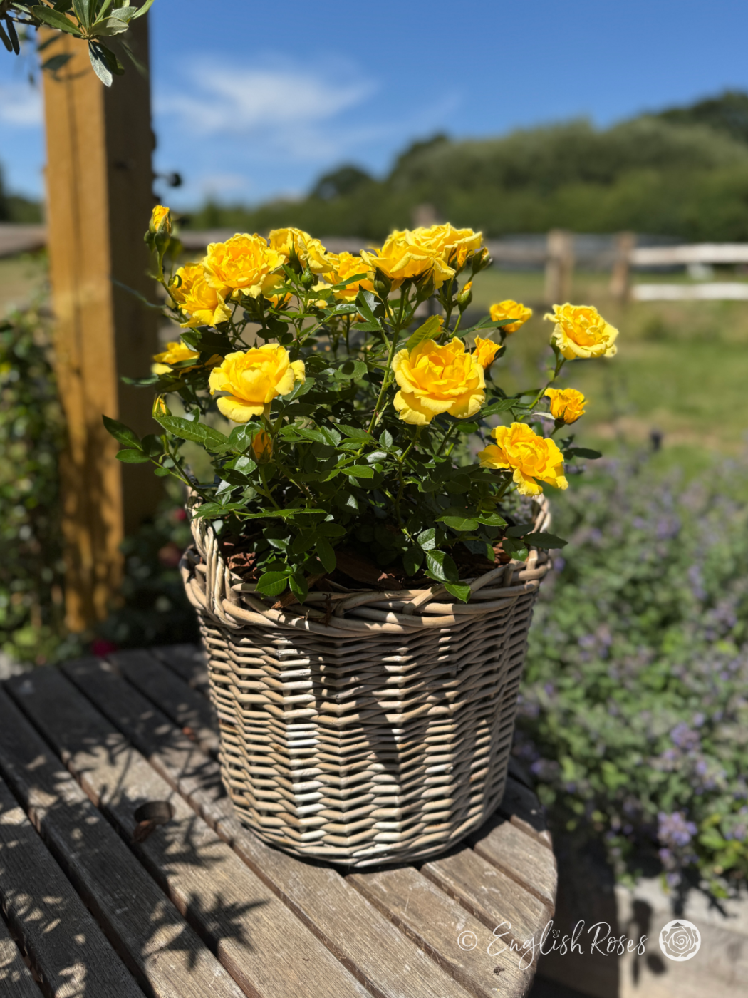 Bright Star Rose - Golden Yellow Patio Rose - A photo of the Bright Star Rose variety planted in a willow basket and sat on a garden table. It has golden yellow blooms and green foliage.