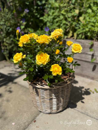 Bright Star Rose - Golden Yellow Patio Rose - A photo of a willow basket planted rose bush known as the Bright Star Rose sat on a patio floor. It has golden yellow blooms with dark green foliage.