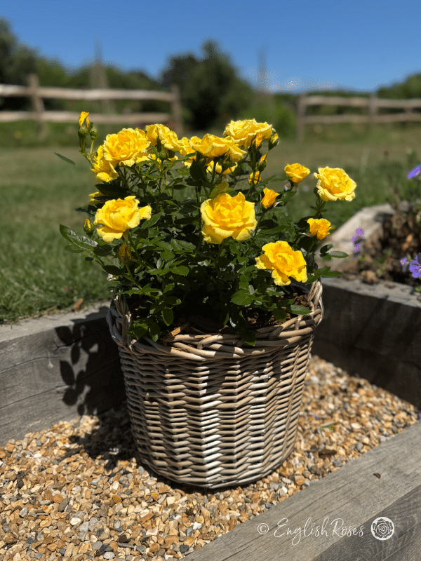 Bright Star Rose - Golden Yellow Patio Rose - A photo of a Bright Star Rose bush planted in an English Roses willow basket. It has dark green foliage and bright, golden yellow blooms.