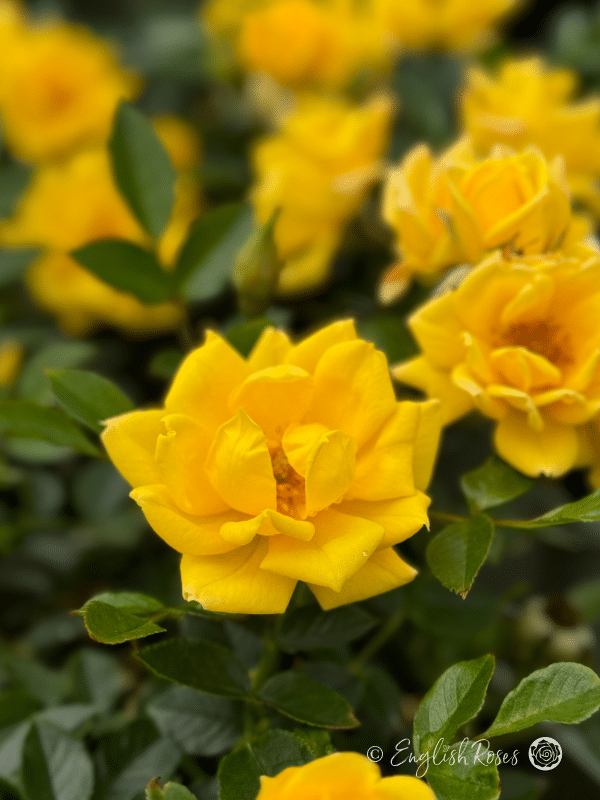 Bright Star Rose - Golden Yellow Patio Rose - A close up photo of multiple golden yellow blooms with green foliage.