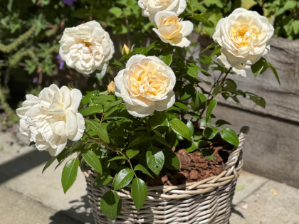 60th Birthday Rose In Large Willow Basket Image