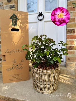 Happy 1 Year Anniversary Gift - English Roses Planted Basket