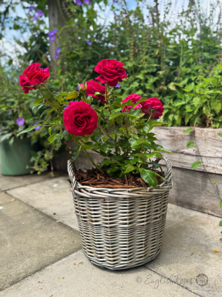 Scented Rose Gift For Diamond 60th Anniversary - English Roses Planted Basket