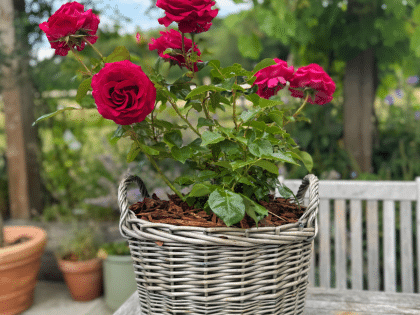 Scented Rose Gift In Memory Of Mum - English Roses Planted Basket Scented Rose Gift In Memory Of Mum - English Roses Planted Basket Image