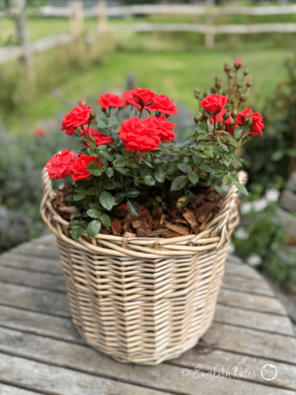 Birthday Wishes Rose - Red Patio Rose - A photo of the Birthday Wishes Rose potted in an English Roses willow basket.