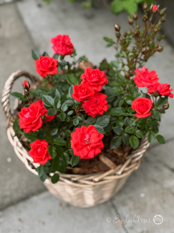 Birthday Wishes Rose - Red Patio Rose - A close up photo of multiple bright red blooms, buds and dark green foliage.