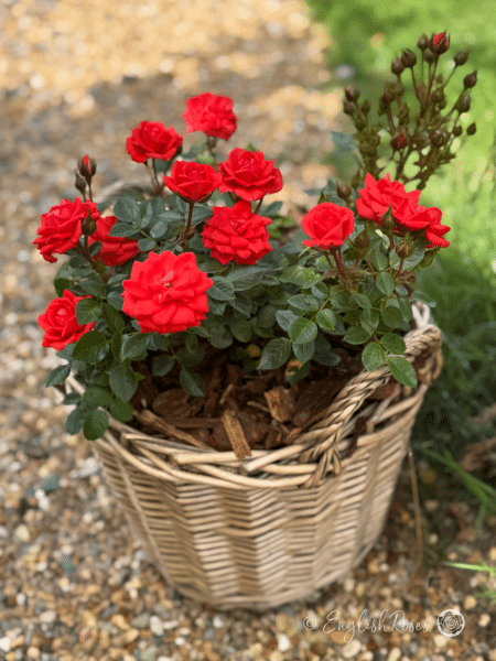 Birthday Wishes Rose - Red Patio Rose - A photo of a Birthday Wishes Rose adorned with bright red blooms and buds and potted in a willow basket.
