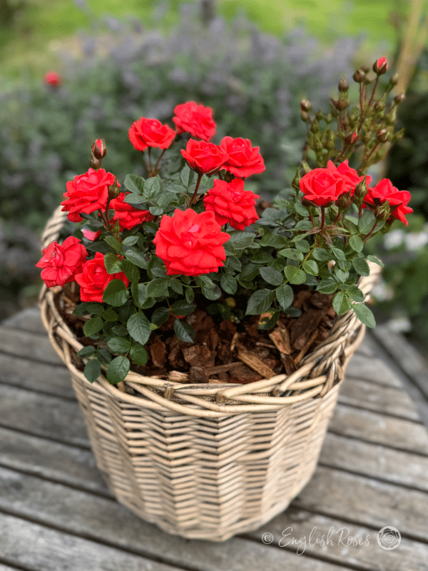 Birthday Wishes Rose - Red Patio Rose - A photograph of an English Roses willow basket with a Birthday Wishes Rose bush potted inside.