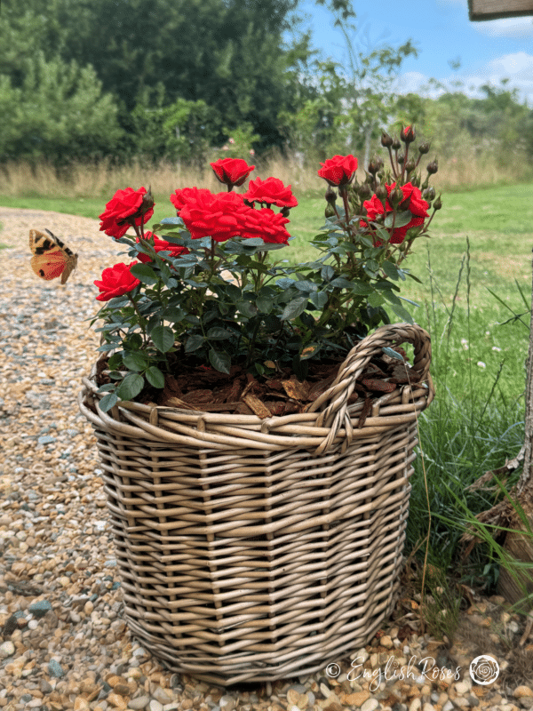 Birthday Wishes Rose - Red Patio Rose - A photo of a Birthday Wishes Rose potted in a willow basket and being visited by a brightly coloured moth.