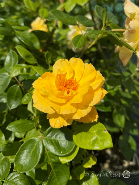 Climbing Arthur Bell Rose - Yellow Climbing Rose - Close up photo of a single golden yellow bloom