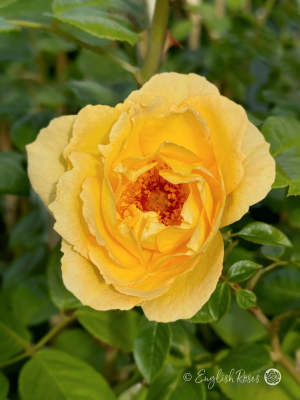 Climbing Arthur Bell Rose - Yellow Climbing Rose - A Close up photo of an open, yellow bloom with green foliage