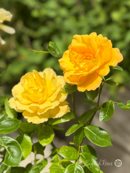 Climbing Arthur Bell Rose - Yellow Climbing Rose - A close up photo of two golden yellow blooms