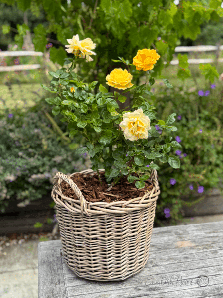 Climbing Arthur Bell Rose - Yellow Climbing Rose - A photo of a Climbing Arthur Bell Rose planted in an English Roses willow basket