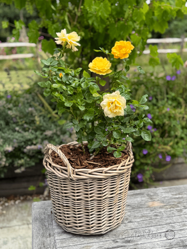 Climbing Arthur Bell Rose - Yellow Climbing Rose - A photo of a Climbing Arthur Bell Rose planted in an English Roses willow basket