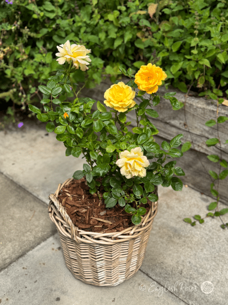 Climbing Arthur Bell Rose - Yellow Climbing Rose - A photo of a willow basket containing a Climbing Arthur Bell Rose and adorned with golden yellow blooms