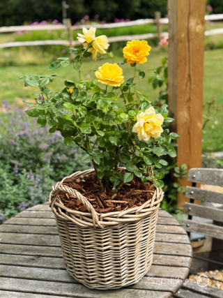 Happy Birthday Husband Gift - English Roses Planted Basket
