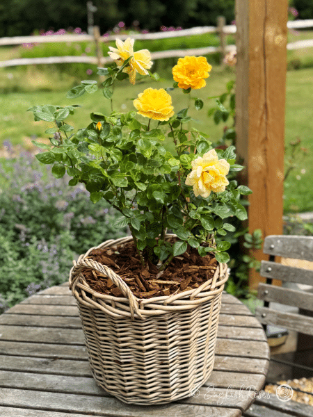 Climbing Arthur Bell Rose - Yellow Climbing Rose - A photo of multiple golden yellow blooms, buds and foliage belonging to the Climbing Arthur Bell Rose variety.