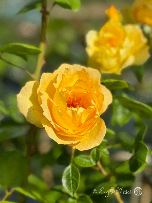Climbing Arthur Bell Rose - Yellow Climbing Rose - A photo of a single, open, golden yellow bloom