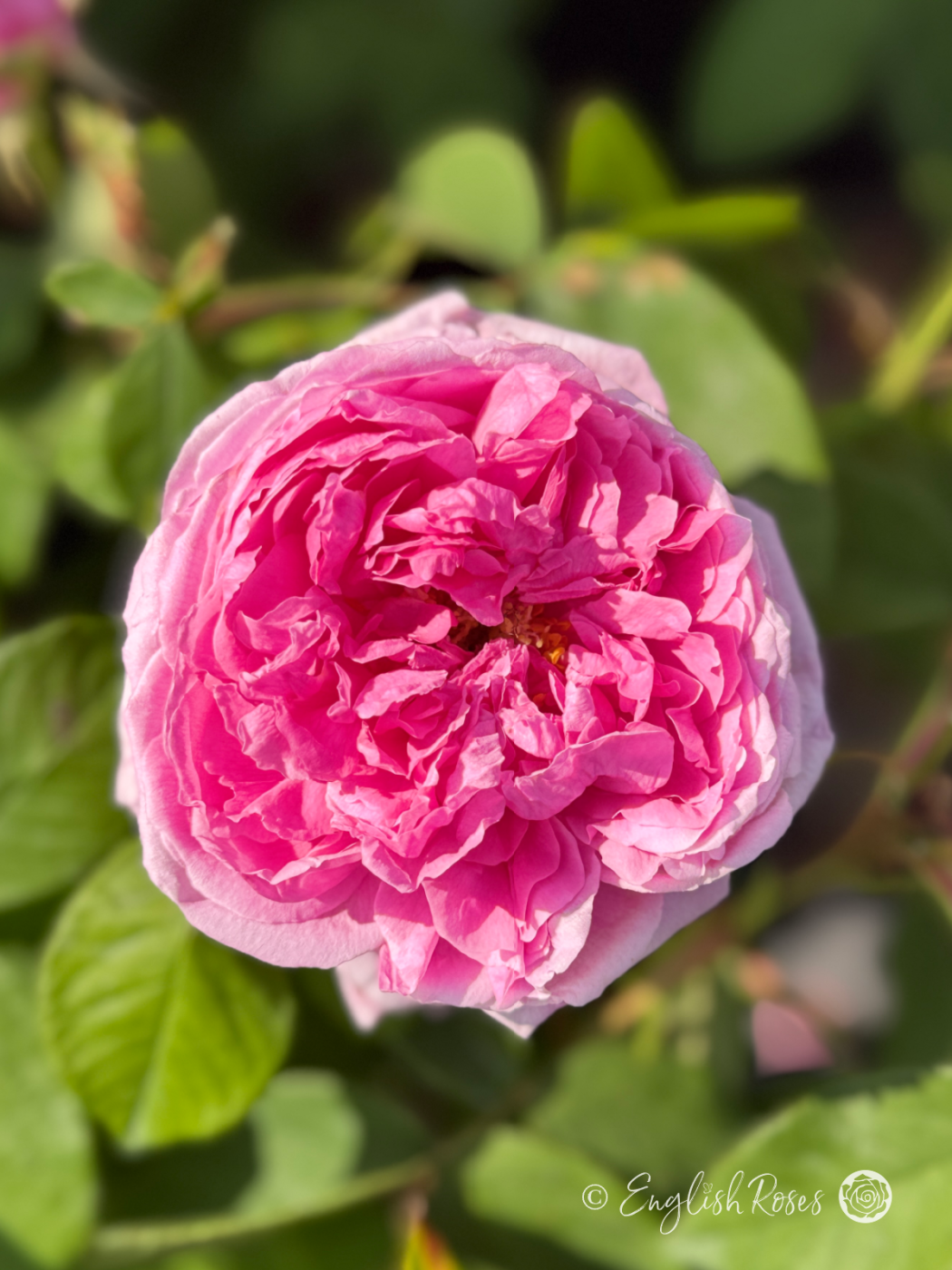 Comte de Chambord Rose - Pink Portland/ Old Fashioned Shrub Rose - Close up photo of an open, pink bloom of the Comte de Chambord Rose variety.