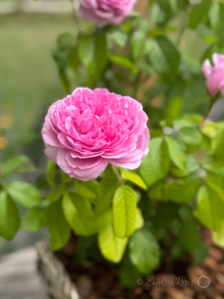 Comte de Chambord Rose - Pink Portland/ Old Fashioned Shrub Rose - A close up photo of some open, pink blooms.