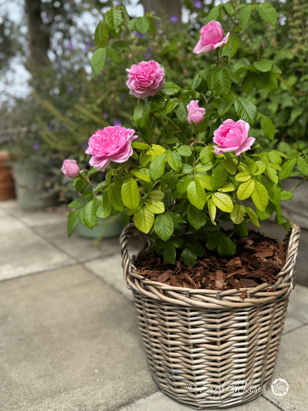 Comte de Chambord Rose - Pink Portland/ Old Fashioned Shrub Rose - A photo of a willow basket containing the Comte de Chambord Rose variety and adorned with pink blooms.