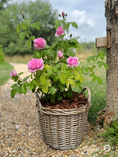 Comte de Chambord Rose - Pink Portland/ Old Fashioned Shrub Rose - A photo of a Comte de Chambord Rose variety adorned with pink blooms and green foliage.