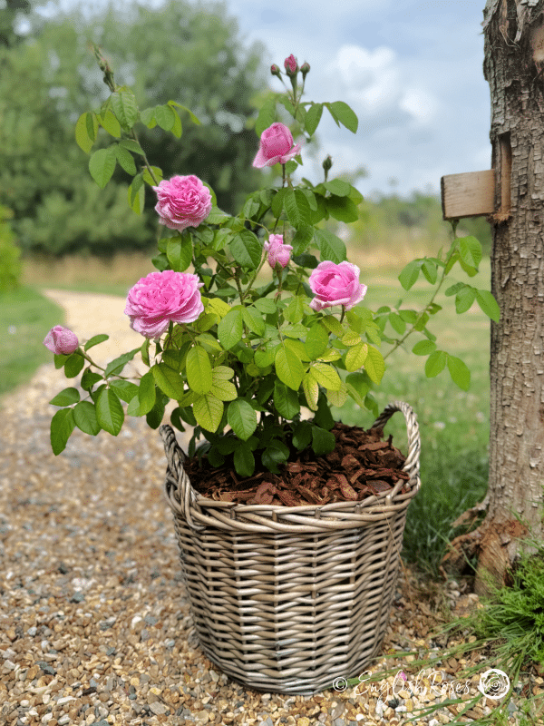 Comte de Chambord Rose - Pink Portland/ Old Fashioned Shrub Rose - A photo of a Comte de Chambord Rose variety adorned with pink blooms and green foliage.