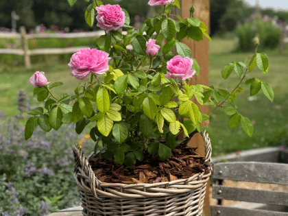 Scented Birthday Rose Gift Planted In Large Willow Basket Image