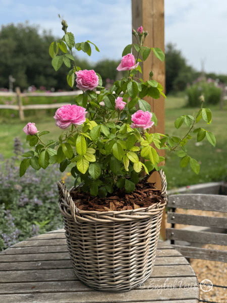 Comte de Chambord Rose - Pink Portland/ Old Fashioned Shrub Rose - A photo of a Comte de Chambord Rose variety potted in an English Roses willow basket.