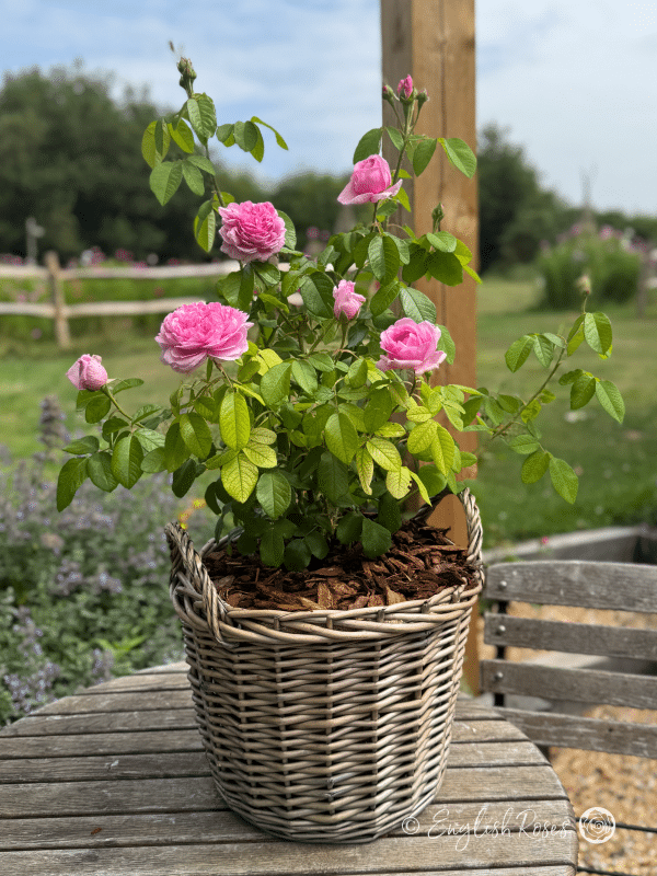 Comte de Chambord Rose - Pink Portland/ Old Fashioned Shrub Rose - A photo of a Comte de Chambord Rose variety potted in an English Roses willow basket.