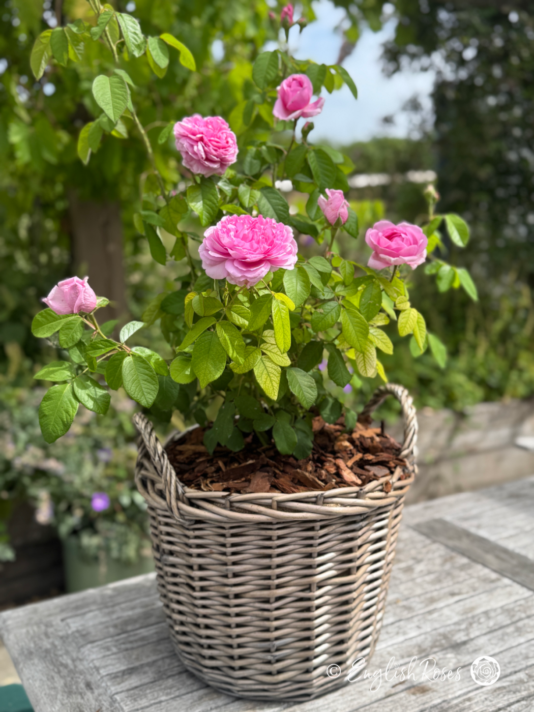 Comte de Chambord Rose - Pink Portland/ Old Fashioned Shrub Rose - A photograph of green foliage and pink blooms belonging to the Comte de Chambord Rose variety and potted in a willow basket.