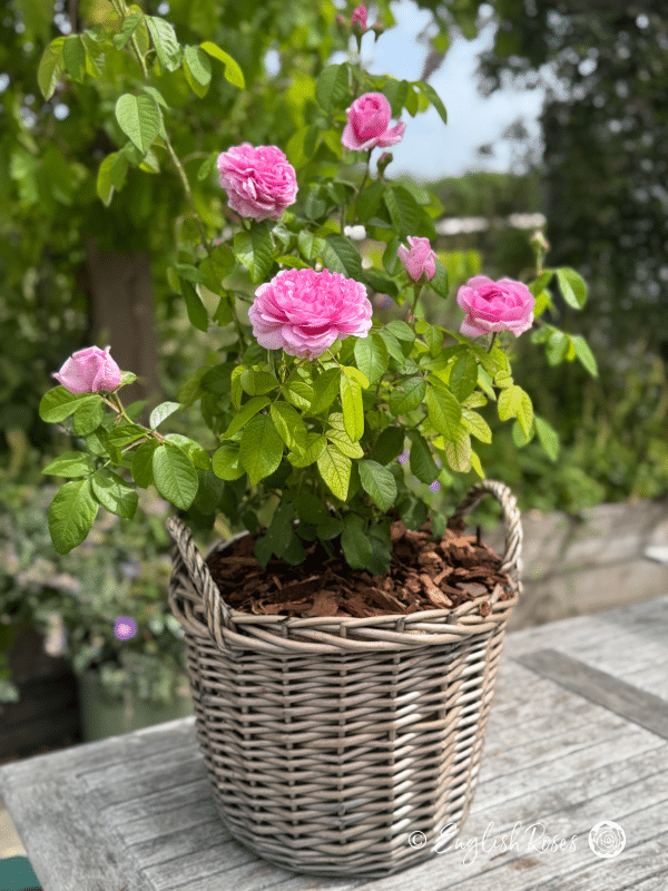 Comte de Chambord Rose - Pink Portland/ Old Fashioned Shrub Rose - A photograph of green foliage and pink blooms belonging to the Comte de Chambord Rose variety and potted in a willow basket.