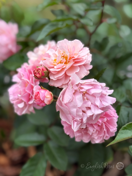 A Rose For Rosemary - Named Pink Scented Roses - English Roses