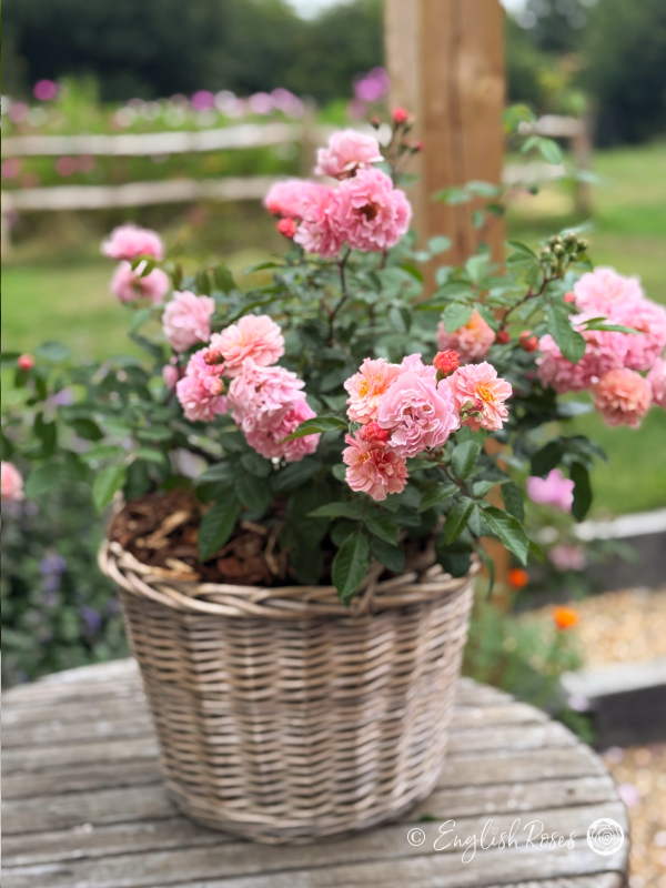 A Rose For Rosemary - Named Pink Scented Roses - English Roses