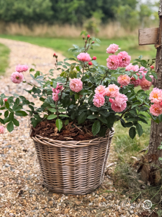 Cornelia Rose - Pink Hybrid Musk Rose - A photo of an abundance of pink blooms and buds belonging to the Cornelia Rose, planted in an English Roses willow basket.