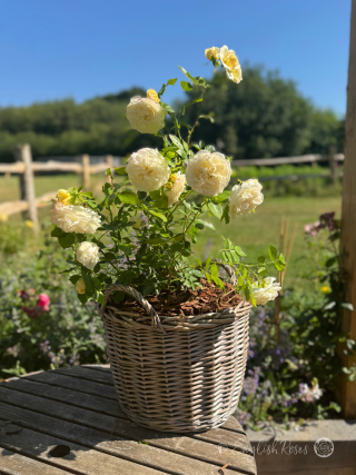 Happy Birthday Sister Gift - English Roses Planted Basket
