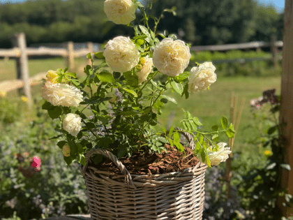 Happy Birthday Sister Gift - English Roses Planted Basket Image
