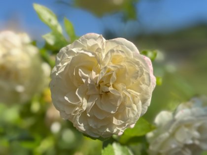 X / Y / Z Roses - Rose Gifts For All Occasions - English Roses