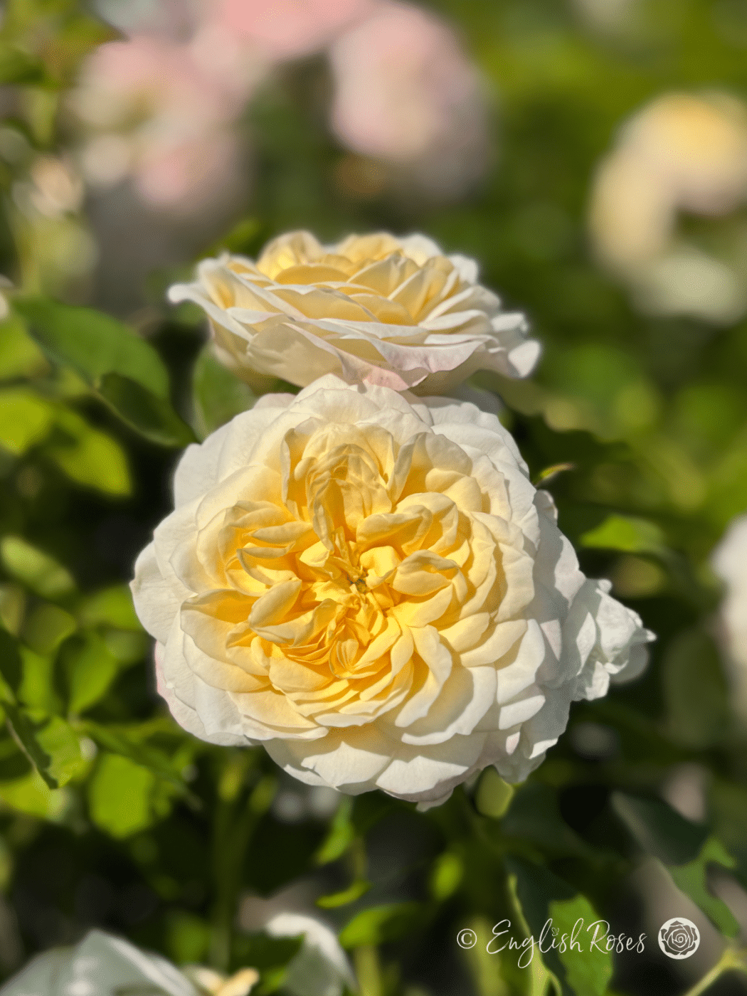 Eirene Rose - White Floribunda Rose - Close up photo of two cream white blooms.