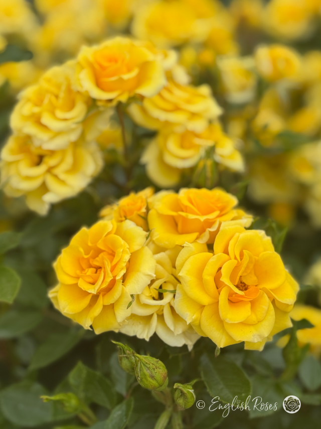 Flower Power Gold Rose- Beautiful Patio Roses - English Roses