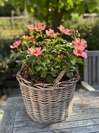 For Your Eyes Only Rose - Pink Floribunda Rose - A photo of soft pink blooms, buds and foliage potted in a willow basket.