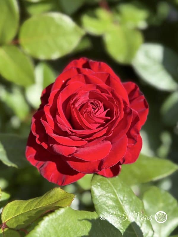 Forever Yours Rose - Red Hybrid Tea Rose - A close up photo of a single, open red bloom.