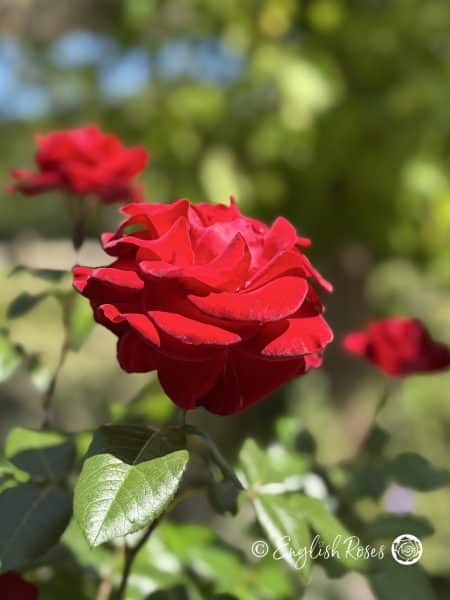 Forever Yours Rose - Red Hybrid Tea Rose - A close up photo of an open, velvet red bloom.