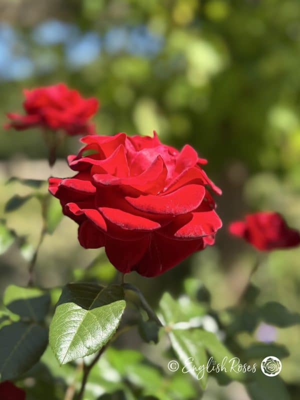 Forever Yours Rose - Red Hybrid Tea Rose - A close up photo of an open, velvet red bloom.