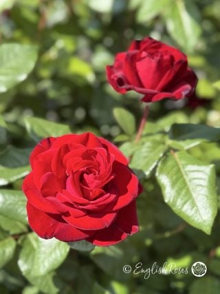 A Rose For Marlene - English Roses Gift