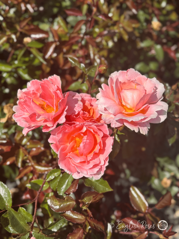 Fragrant Delight Rose - Pink Floribunda Rose - A close up photo of four soft pink blooms.
