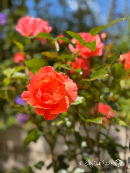 Fragrant Delight Rose - Pink Floribunda Rose - A close up photo of open pink blooms and green foliage.